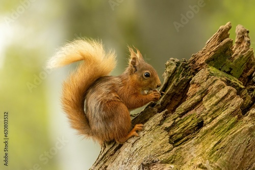 Red squirrel sits atop the trunk of a tall deciduous tree  holding a cluster of nuts in its hands