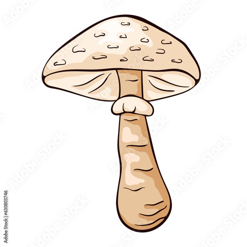 Parasol mushroom in cartoon style. Hand drawn, sketch Macrolepiota procera. Vector illustration isolated on a white background.