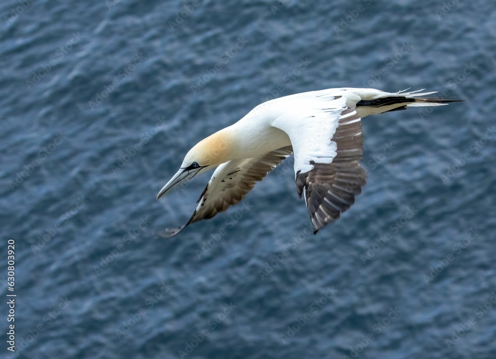 Elegant northern gannet gracefully soars through the air Elegant northern gannet gracefully soars through the air