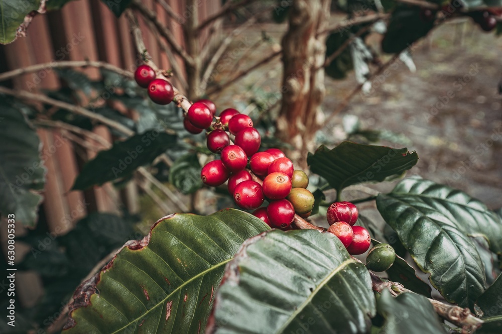 Closeup of growing coffee tree