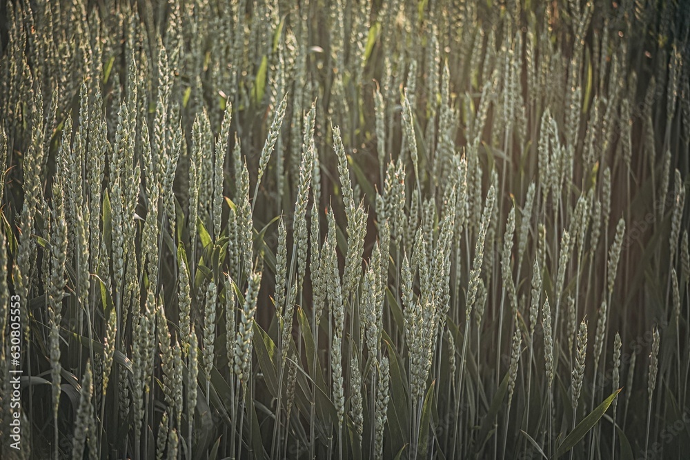 grasses that are brown and green and are in a field grasses that are brown and green and are in a field