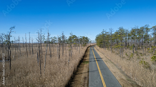 Rising sea level has caused saltwater intrusion, killing trees and leaving tree skeletons. Large patches of dead trees are referred to as ghost forests.