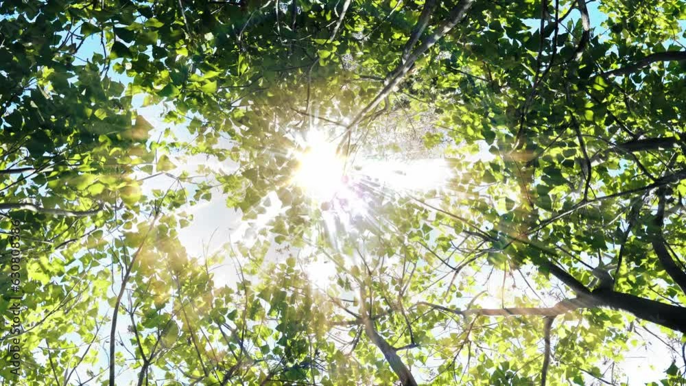 Low-angle view of sunlight rays seen through green trees