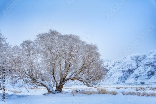Stunning landscape featuring trees in a snow-covered field with snowy mountains in the background