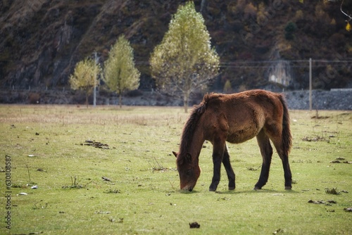 a brown horse grazing in a large grassy field in front of a forest