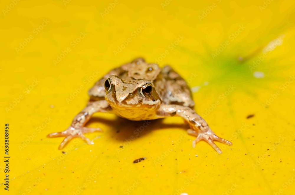 Fototapeta premium Frog on a yellow water lily leaf.