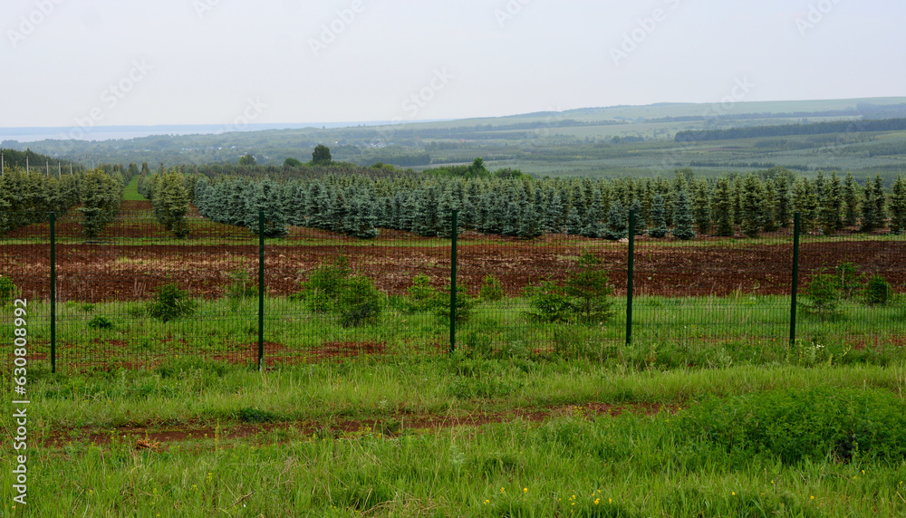 plantation of fir trees on the hill with green grass in rainy day  