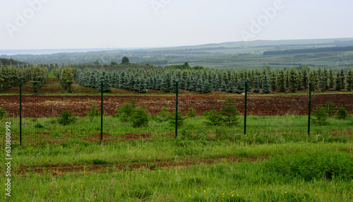 plantation of fir trees on the hill with green grass in rainy day 