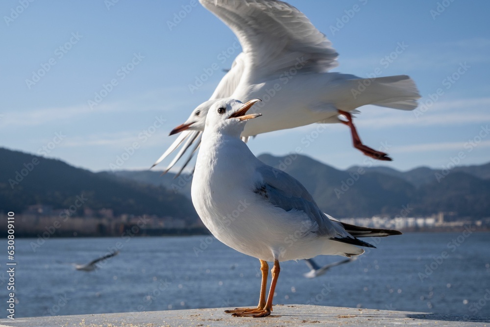 two seagulls with their beak open standing on the pier two seagulls with their beak open standing on the pier