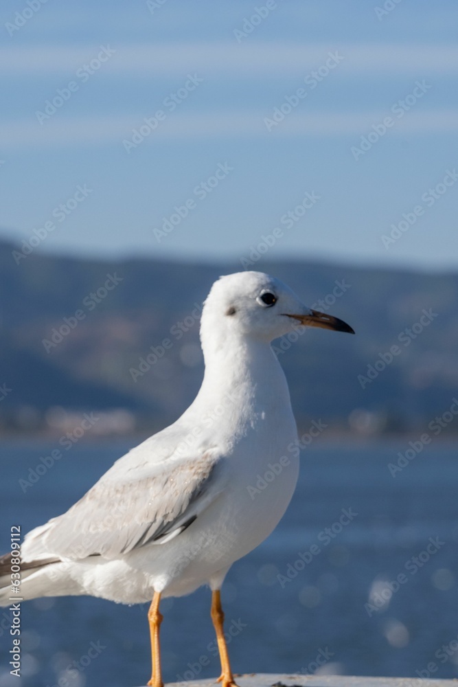 white bird standing on ledge near body of water near mountains white bird standing on ledge near body of water near mountains