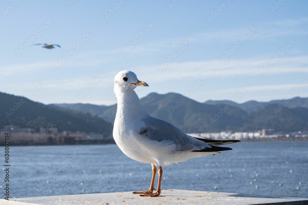 a white seagull standing on the cement beside a body of water a white seagull standing on the cement beside a body of water
