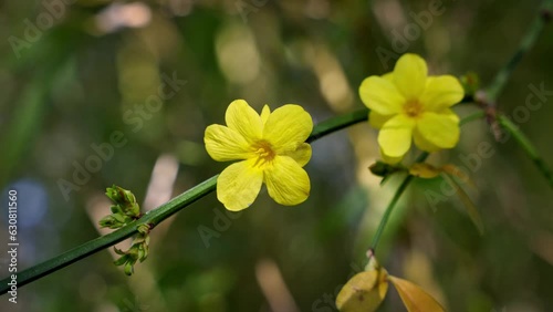 Scenic view of yellow jasminum mesnyi flowers in the meadow on a sunny summer day photo