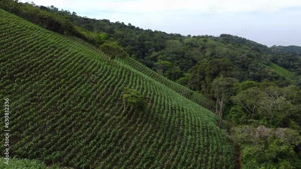 El suelo se encuentra salpicado de pequeñas flores silvestres que contrastan con el verde intenso del follaje. Este escenario natural es una muestra de la belleza sencilla El suelo se encuentra salpicado de pequeñas flores silvestres que contrastan con el verde intenso del follaje. Este escenario natural es una muestra de la belleza sencilla
