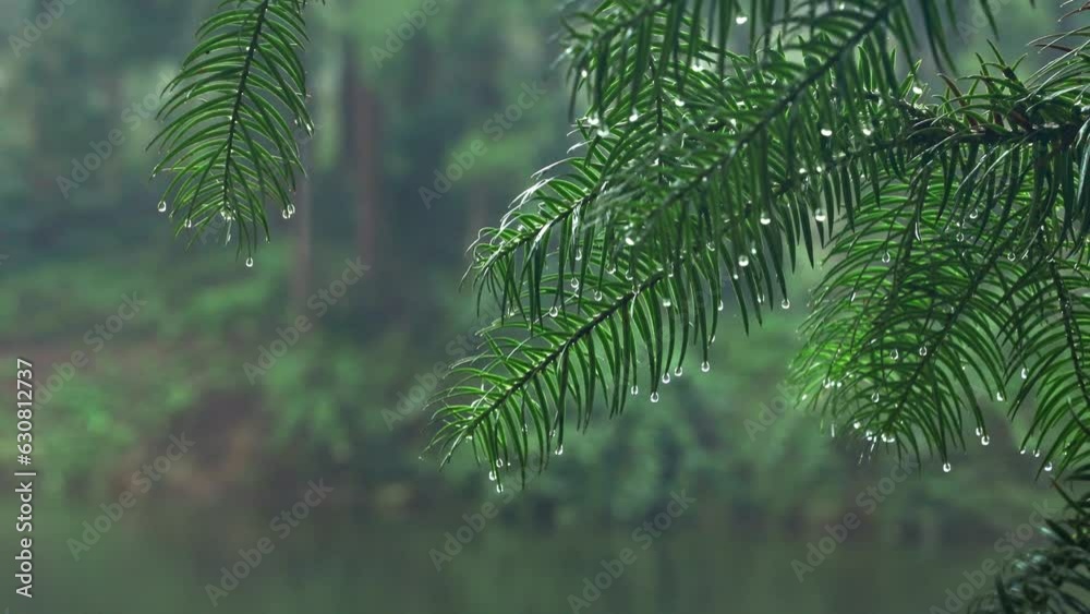 Water drops falling from the green trees in the forest after the heavy rainfall