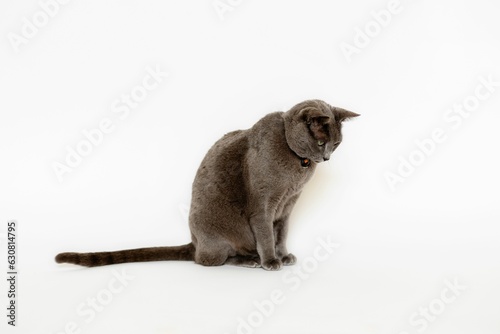 Adorable shorthair gray cat with green eyes laying on a white surface