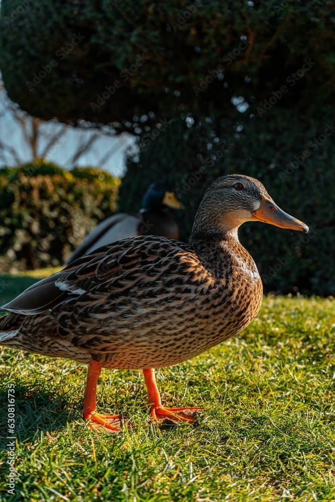 Mallard on the grassy field under the sunlight with a blurry background Mallard on the grassy field under the sunlight with a blurry background