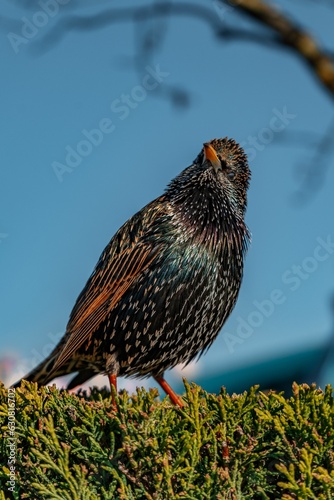 Common starling perched on a green bush in a park under the sunlight