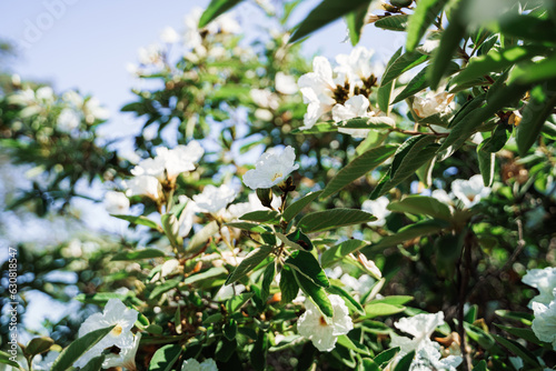 Texas Olive Tree Flowers