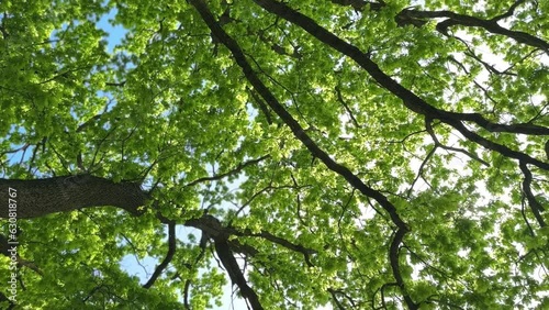 leaves in the forest