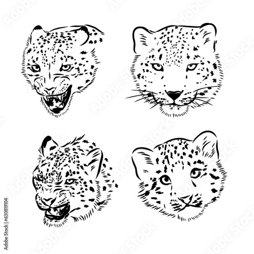 vector snow leopard, irbis wild cats graphic illustration