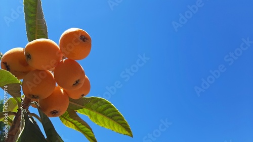 close up view of loquats on blue sky background frutal