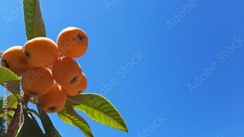 Quadro su tela close up view of loquats on blue sky background frutal