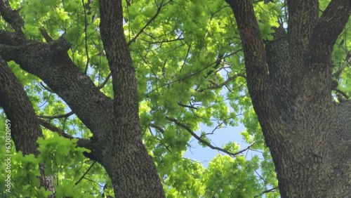 tree in the park