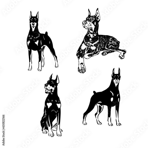 Vector illustration of cute doberman cartoon