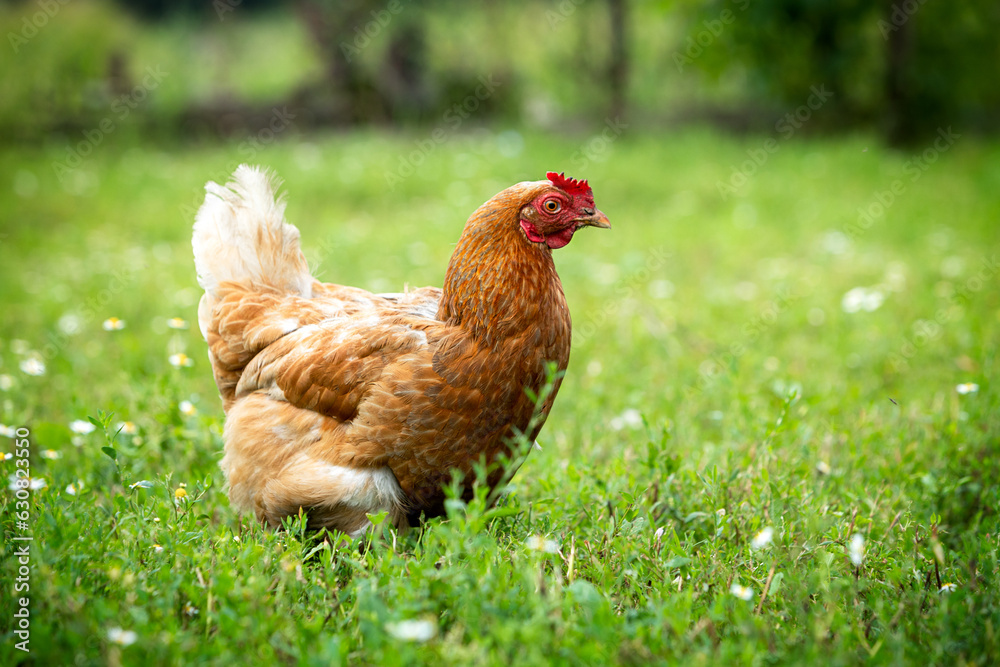 Fototapeta premium Portrait of a brown chicken walks on a green lawn in the grass