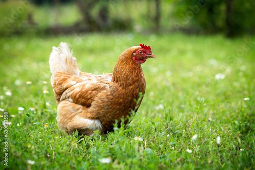 Portrait of a brown chicken walks on a green lawn in the grass