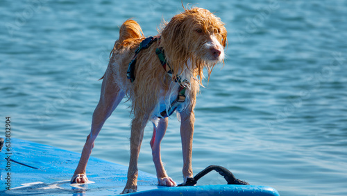 Canvas Print A Portuguese Podengo dog on a surfboard surfing happily