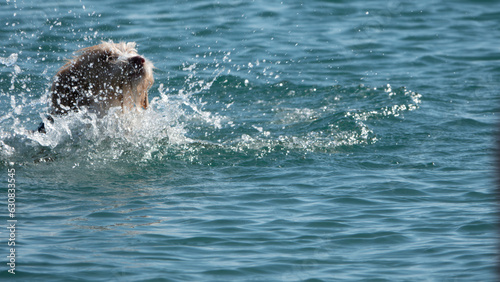 A Portuguese Podengo dog swimming happily in the sea