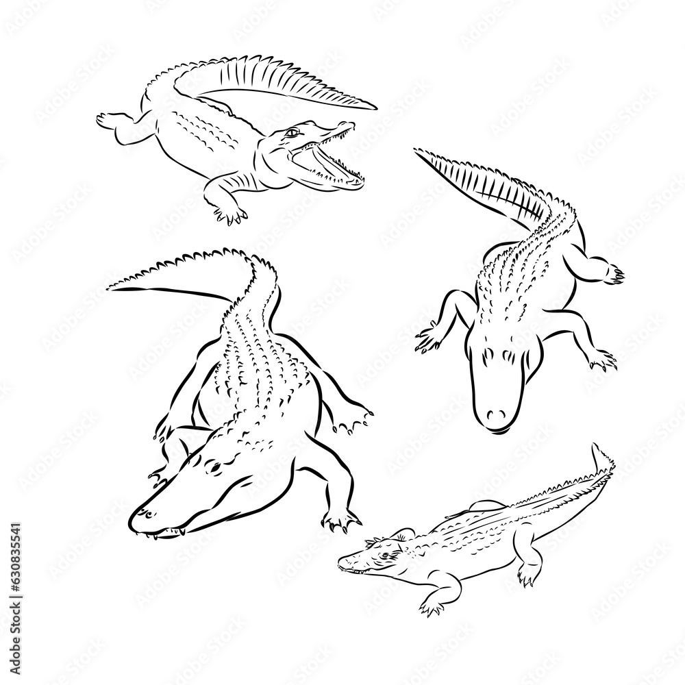Alligator illustration in doodle style. Vector isolated on a white background. Alligator illustration in doodle style. Vector isolated on a white background.