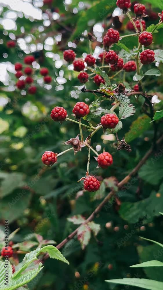 red berries on a branch, berry, red, nature, tree, fruit, berries, plant, leaf, branch, autumn, leaves, holly, rowan, bush, ripe, christmas, garden, food, winter, hawthorn, summer, flora, bunch, seaso red berries on a branch, berry, red, nature, tree, fruit, berries, plant, leaf, branch, autumn, leaves, holly, rowan, bush, ripe, christmas, garden, food, winter, hawthorn, summer, flora, bunch, seaso