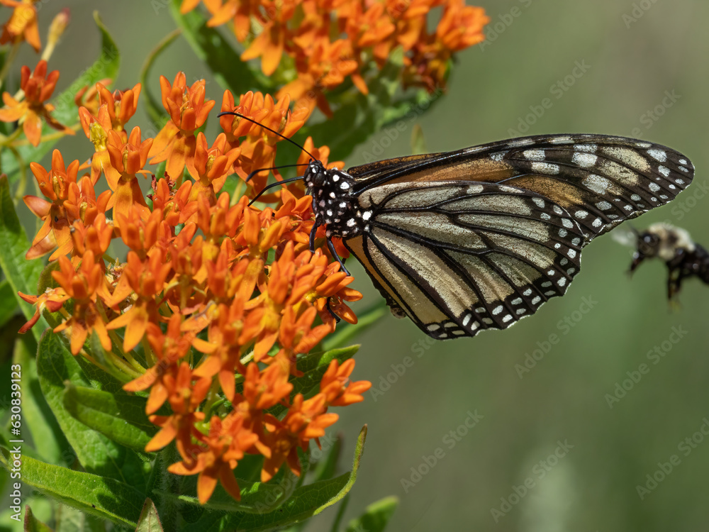 Obraz premium monarch butterfly sits on an orange milkweed blooming in summer