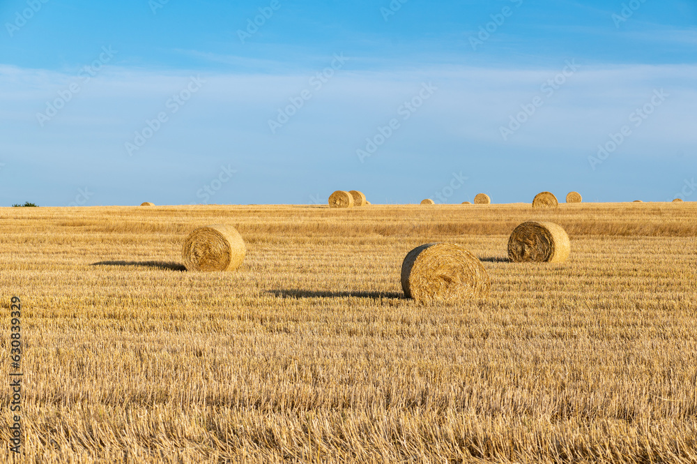 Straw bales on harvested field with  many hay bales  in horizon