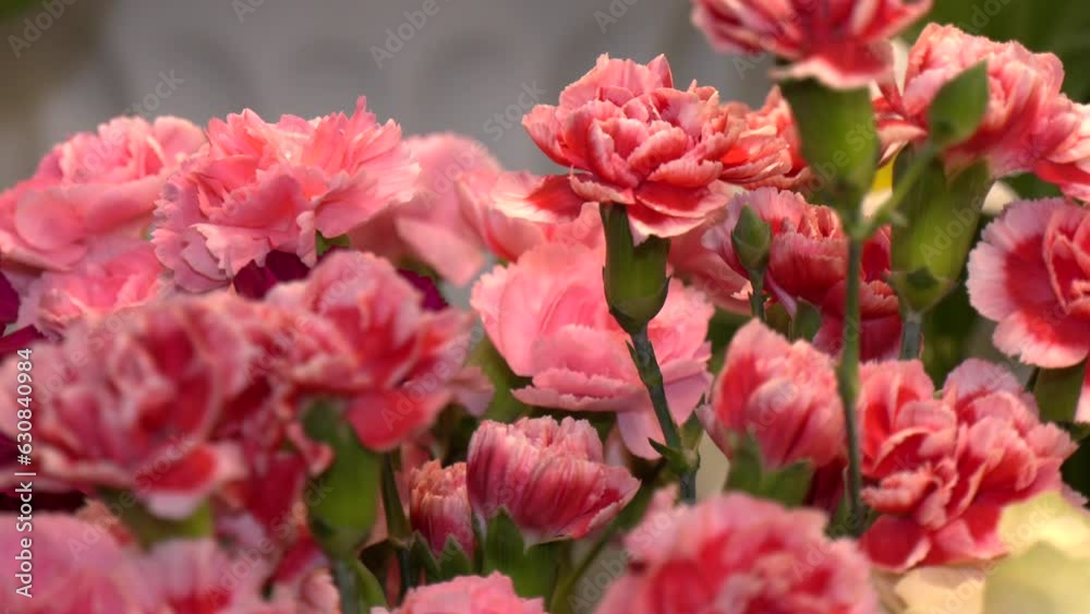 Bunches of pink carnation flowers different varieties in vases. Lovely Vintage background with flowers. Clove bunch present for Mother's Day.
Bunches of pink carnation flowers different varieties in vases. Lovely Vintage background with flowers. Clove bunch present for Mother's Day.