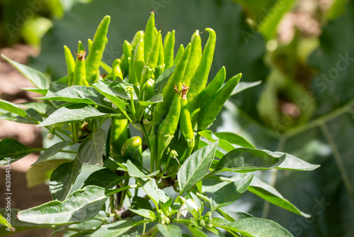 Small green hot pepper field
