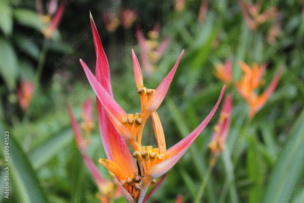Flores naranja en el bosque