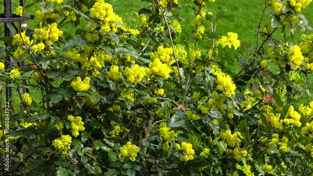 Mahonia aquifolium also known as Oregon grape or holly-leaved barberry. Yellow flowers of mahonia holly , ornamental shrub.
Mahonia aquifolium also known as Oregon grape or holly-leaved barberry. Yellow flowers of mahonia holly , ornamental shrub.