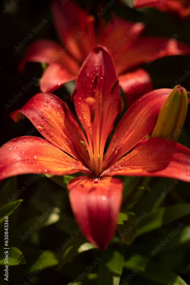 Fototapeta premium Lily. An open lily bud against a background of greenery. Beautiful red flower in the garden. Lily close-up.