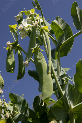 Blooming garden pea plants in summer photo