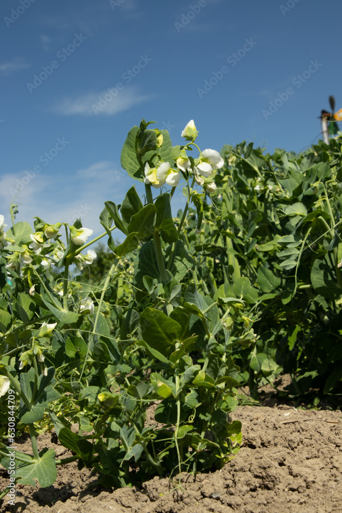 field in the morning, blooming gardean peas been field in the morning, blooming gardean peas been