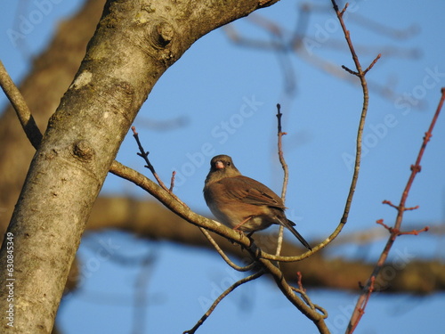 Dark-eyed junco perched on a tree branch at Nottingham Park, Chester County, Pennsylvania. photo