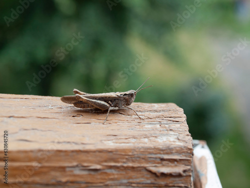 Grasshopper in a tree
