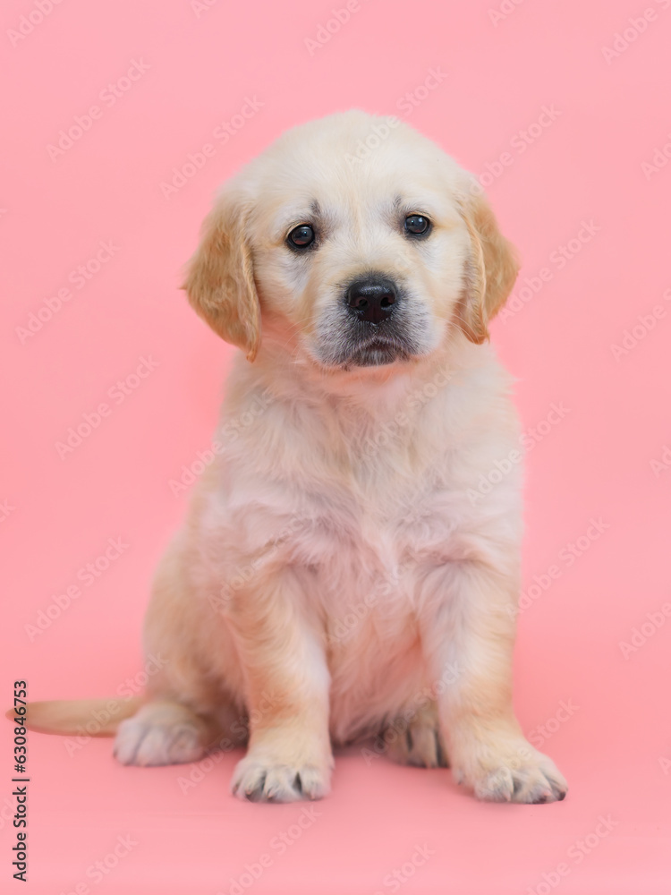 small dog puppy golden retriever labrador on a pink background. small dog puppy golden retriever labrador on a pink background.