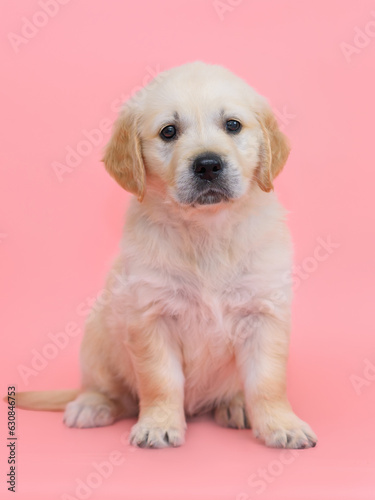 small dog puppy golden retriever labrador on a pink background.