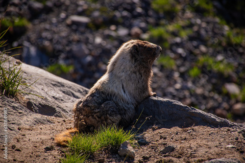 Marmot in the mountains photo