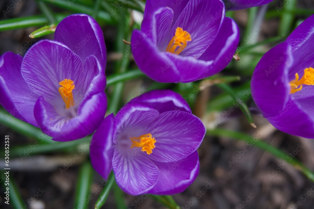 Close-Up of Purple Crocus Flowers in Bloom Close-Up of Purple Crocus Flowers in Bloom