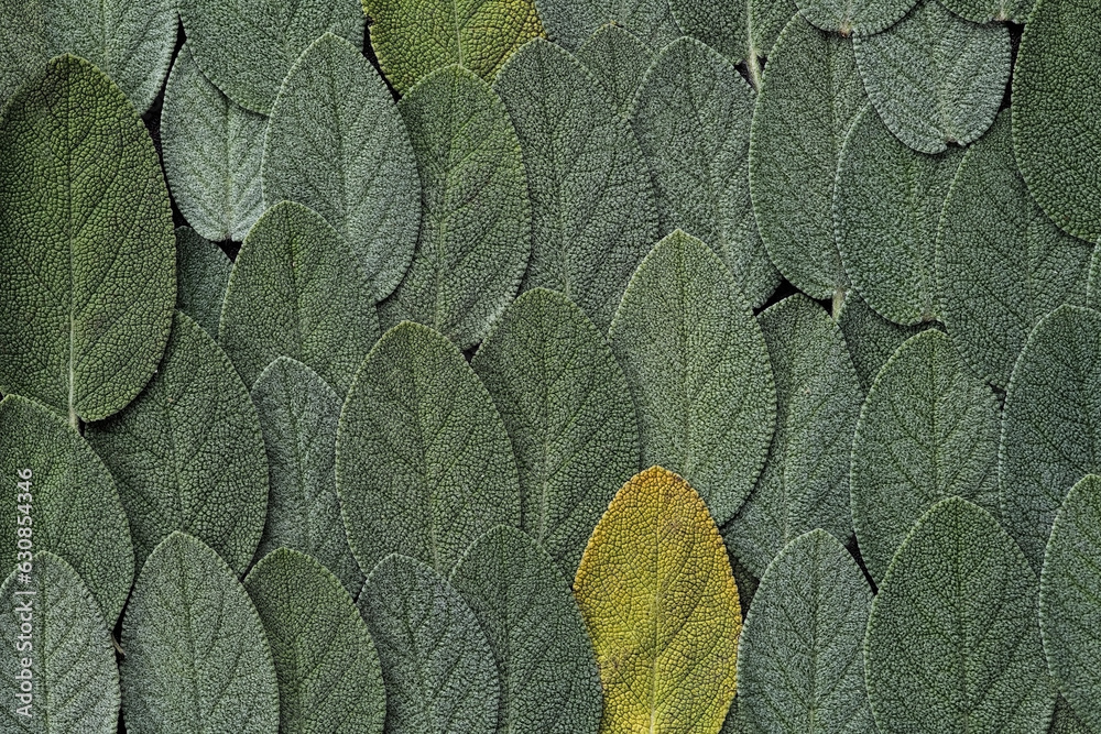 Sage leaves in the backdrop 
